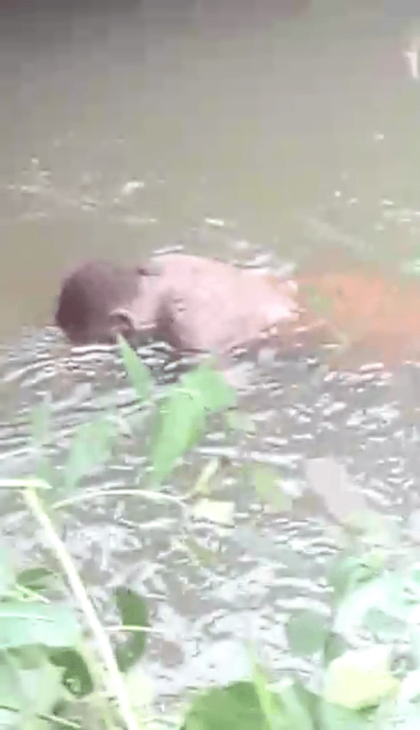 corpses-retrieved-at-river-in-bafut-8aug-2020, DUMPED ON 4 AUG 2020